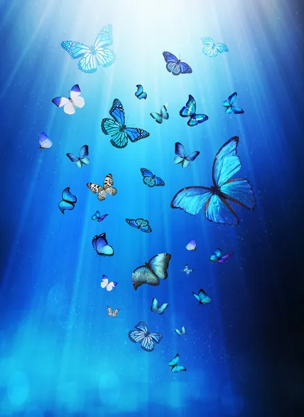 Butterflies flying — Stock Photo, Image