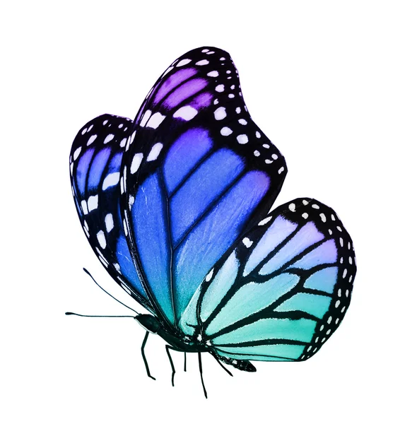 Color butterfly — Stock Photo, Image