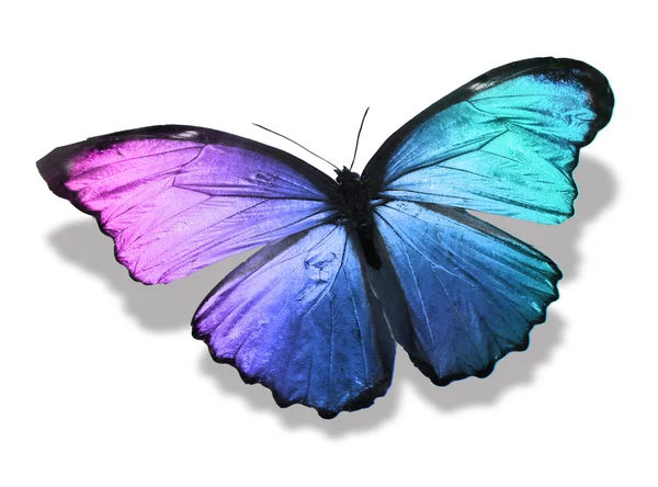 Colorful butterfly — Stock Photo, Image