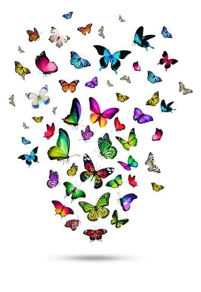 Many colorful butterflies — Stock Photo, Image