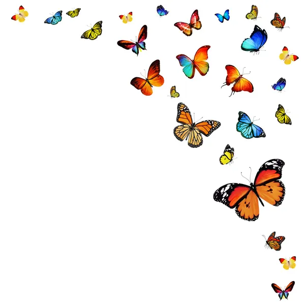 Много разноцветных бабочек — стоковое фото