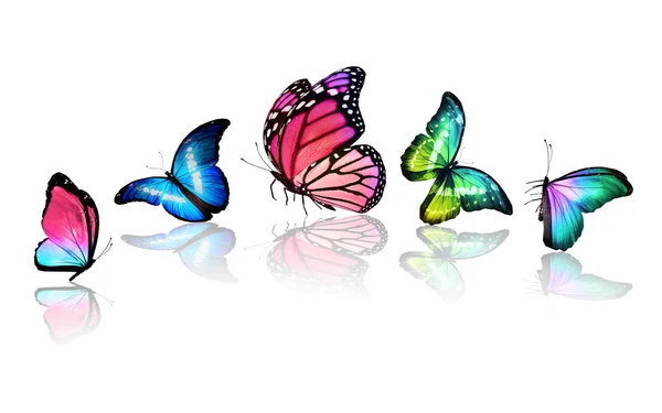 Cinco borboletas coloridas — Fotografia de Stock