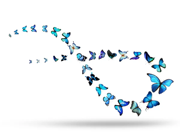 青い蝶のループ — ストック写真