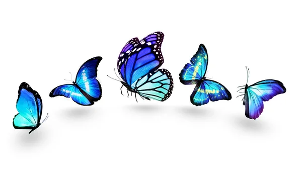 Blaue Schmetterlinge — Stockfoto