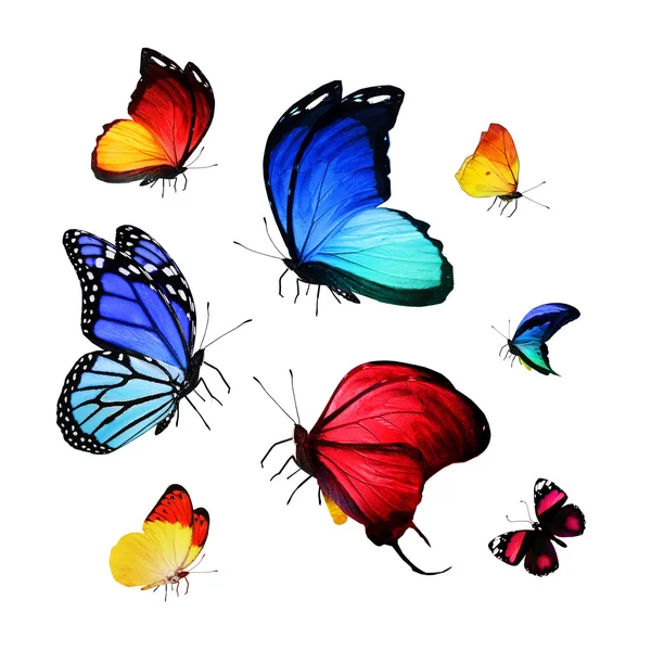 Leuchtende Schmetterlinge — Stockfoto