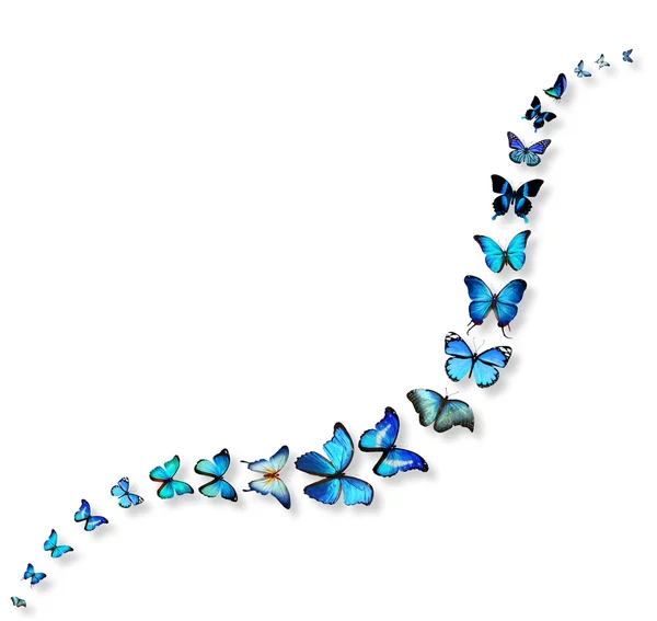 Golvende lijn van vlinders — Stockfoto