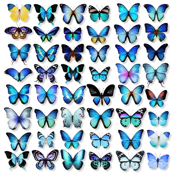 Butterflies collection — Stock Photo, Image
