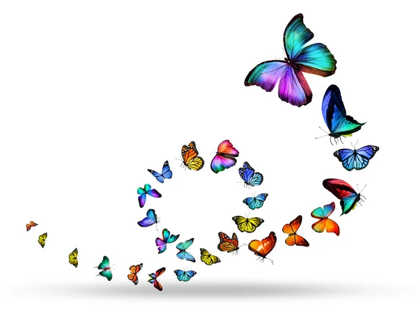 Smyčka barevné motýly — Stock fotografie