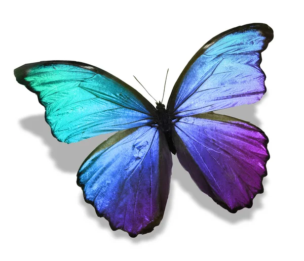 Farfalla colorata — Foto Stock