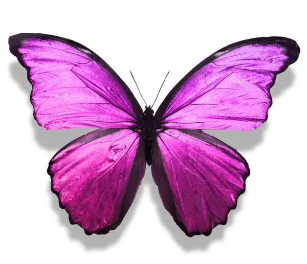 Papillon violet — Photo