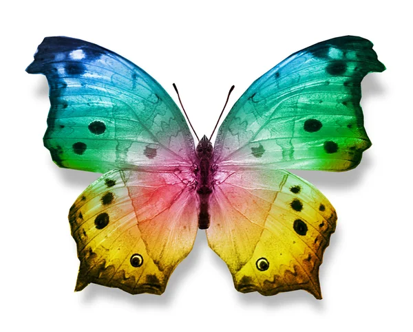 Colorful butterfly — Stock Photo, Image