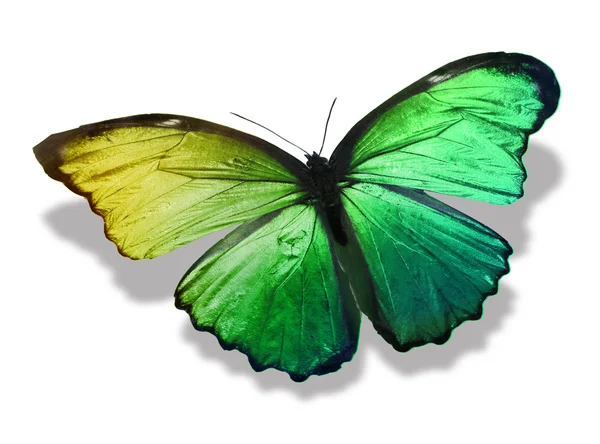 Zelený motýlek — Stock fotografie