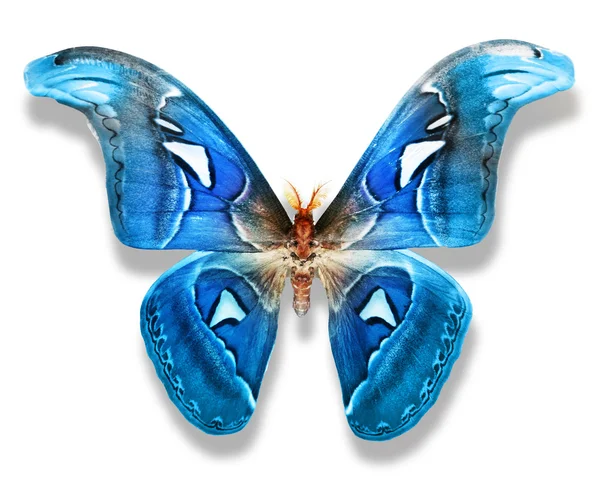 Blue butterfly — Stock Photo, Image