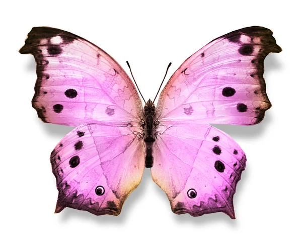 Lyserød sommerfugl - Stock-foto