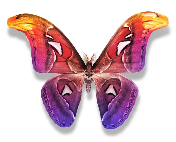 Colorful big butterfly — Stock Photo, Image
