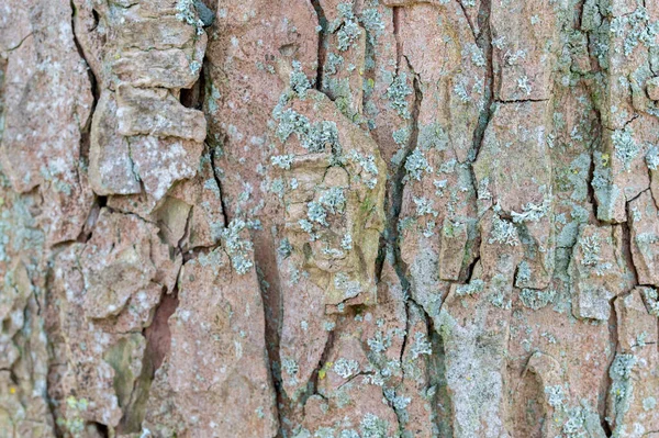 Bark Maple Tree Amsterdã Países Baixos 2021 — Fotografia de Stock
