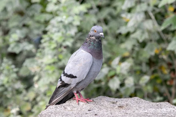 Fermer Pigeon Sur Une Pierre Amsterdam Pays Bas 2021 — Photo