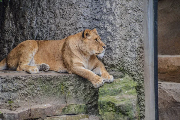 Leão Fêmea Deitada Artis Zoo Amsterdam Holanda 2018 — Fotografia de Stock