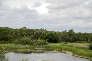 Diemen 'deki Ağaçlarla çevrili Küçük Göl Hollanda 30-6-2020