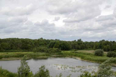 Diemen 'deki Ağaçlarla çevrili Küçük Göl Hollanda 30-6-2020