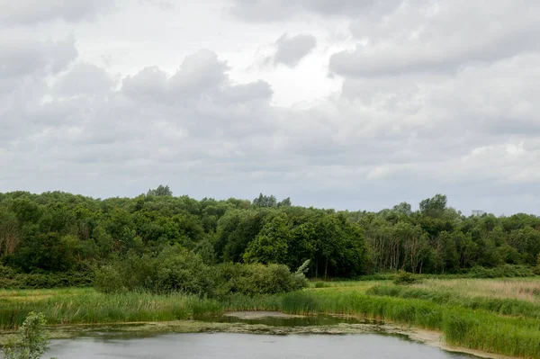 Маленькое Озеро Окруженное Деревьями Димена Нидерланды 2020 — стоковое фото