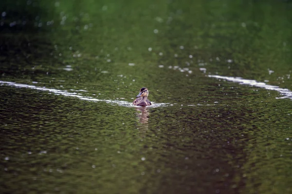 Small Little Duck Swimming Water Amsterdam Netherlands 2020 — Stock Photo, Image