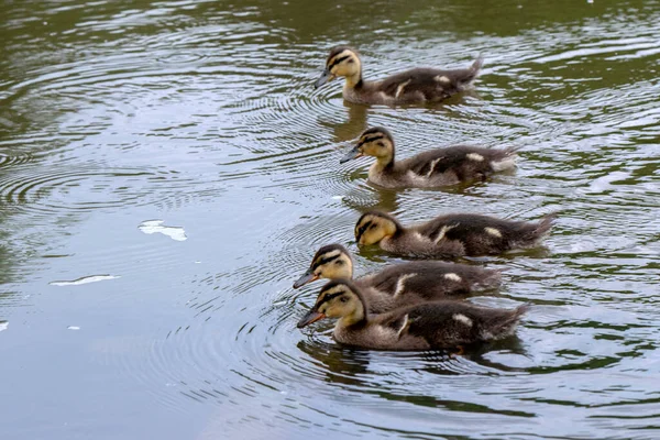 Little Duckies Swimming Water Amsterdam 네덜란드 2020 — 스톡 사진