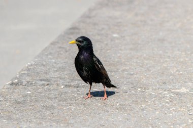 Ortak Starling 'in Kapanışı