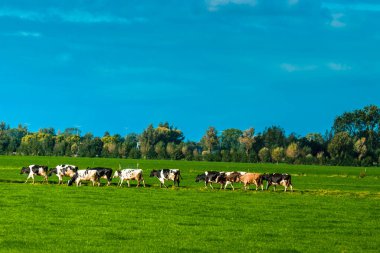 Hollanda, Abcoude 'da 12-10-2020' de Bir İneklerin Kapanışı