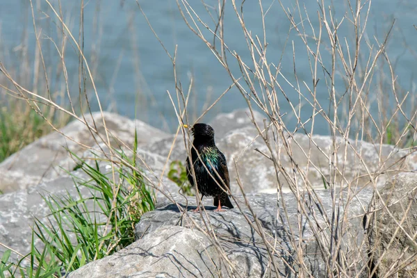 Close Common Starling — Fotografia de Stock