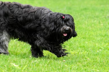 Amsterdam 'da Bir Puli Köpeğinin Kapanışı 19-6-2020