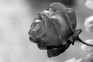 Kırmızı bir güle yaklaş.