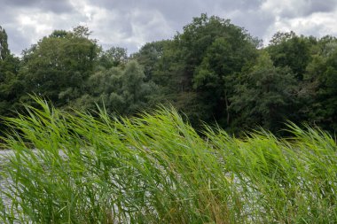 Reed 'in Amstelveen' de Yakın Çekimi, Hollanda 28-7-2020
