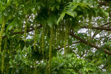 Hollanda 1-6-2020 Amsterdam 'daki Elm Ağacından Tohumlara Yaklaş
