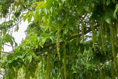 Hollanda 1-6-2020 Amsterdam 'daki Elm Ağacından Tohumlara Yaklaş
