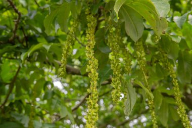 Hollanda 1-6-2020 Amsterdam 'daki Elm Ağacından Tohumlara Yaklaş