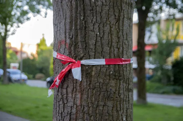Cruz Fita Uma Árvore Que Tem Que Ser Derrubada Duivendrecht — Fotografia de Stock
