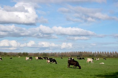 Abcoude 'de İnekleri Olan Çiftlik Alanı Hollanda 12-10-2020
