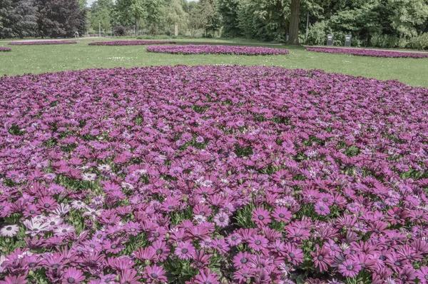 Kwiaty Amstelpark Amsterdam Holandia 2018 — Zdjęcie stockowe