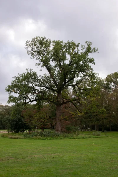 Park Przed Ratuszem Beethoven Holandia 2020 — Zdjęcie stockowe