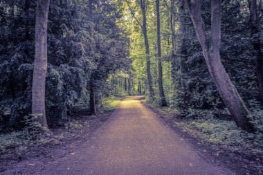 Amsterdamse Bos Amstelveen 'de Yürüyüş Yolu 28-7-2020