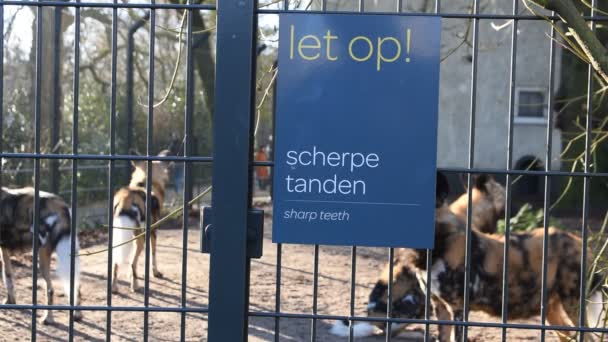 阿姆斯特丹Artis动物园的非洲猎狗2019年 — 图库视频影像