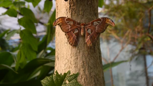 Close Atlas Moth — стоковое видео