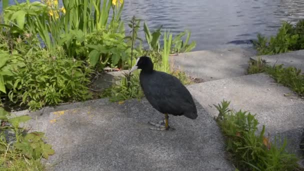 Close Euroasian Coot Having Svědch — Stock video