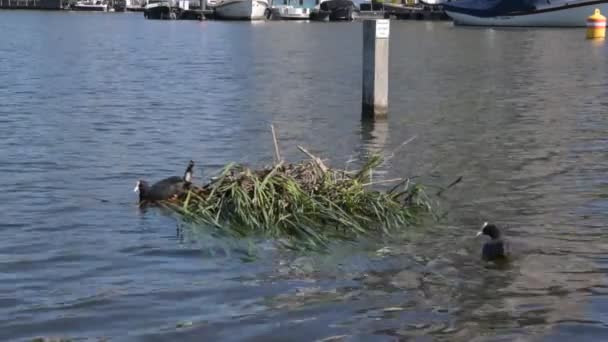 Närbild Eurasiska Coot Arbetar Häckning — Stockvideo