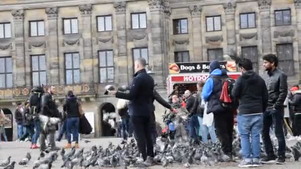 Feeding Pigeons Dam Square Άμστερνταμ Ολλανδία 2019 — Αρχείο Βίντεο