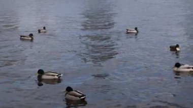 Suda bir grup ördek