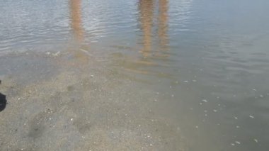 Itsukushima Tapınağı 'nın önünde 2016