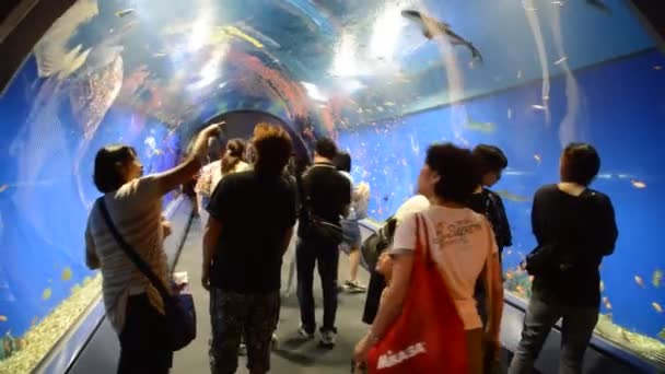 Tunnel Osaka Aquarium Japan 2016 — Stockvideo