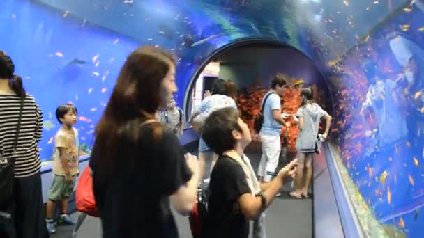 Tunnel Osaka Aquarium Japan 2016 — Stockvideo
